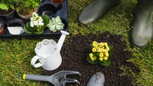 Création et entretien de jardin à Questembert